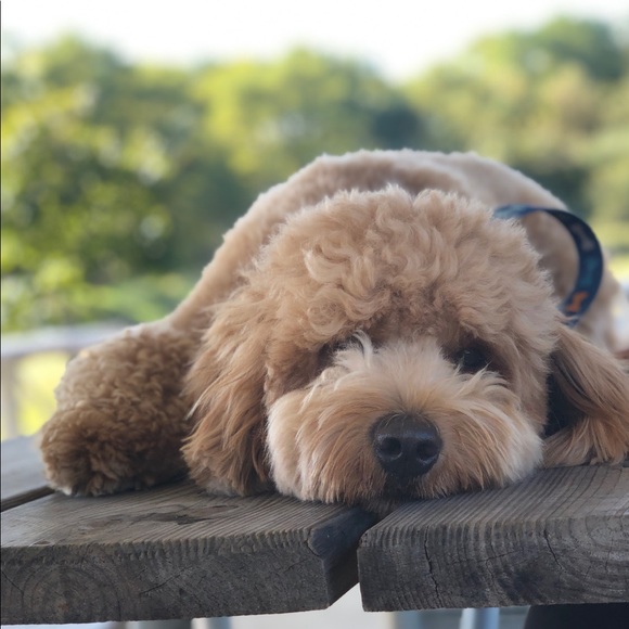 Meet your Posher, Xiu ling - Picture 1 of 1